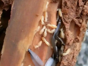 雄县白蚁防治公司分享别墅庭院白蚁综合治理，告别绿植虫害入户难题